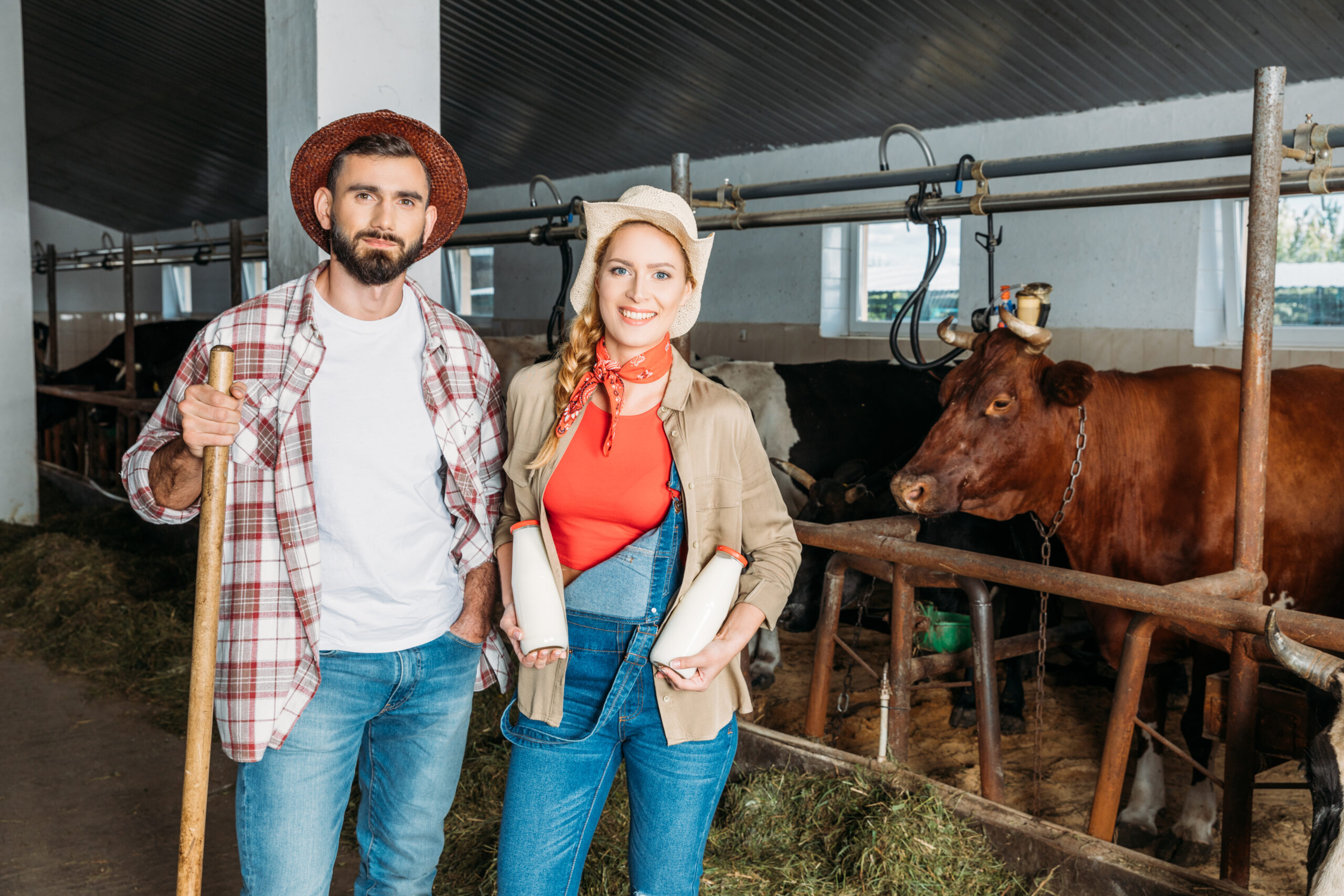 Bauer und Frau mit Milch im Kuhstall